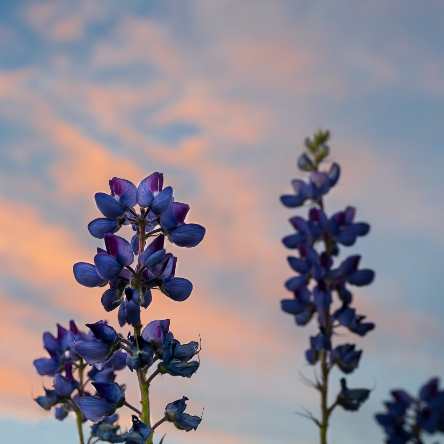 Lupines in the Sky