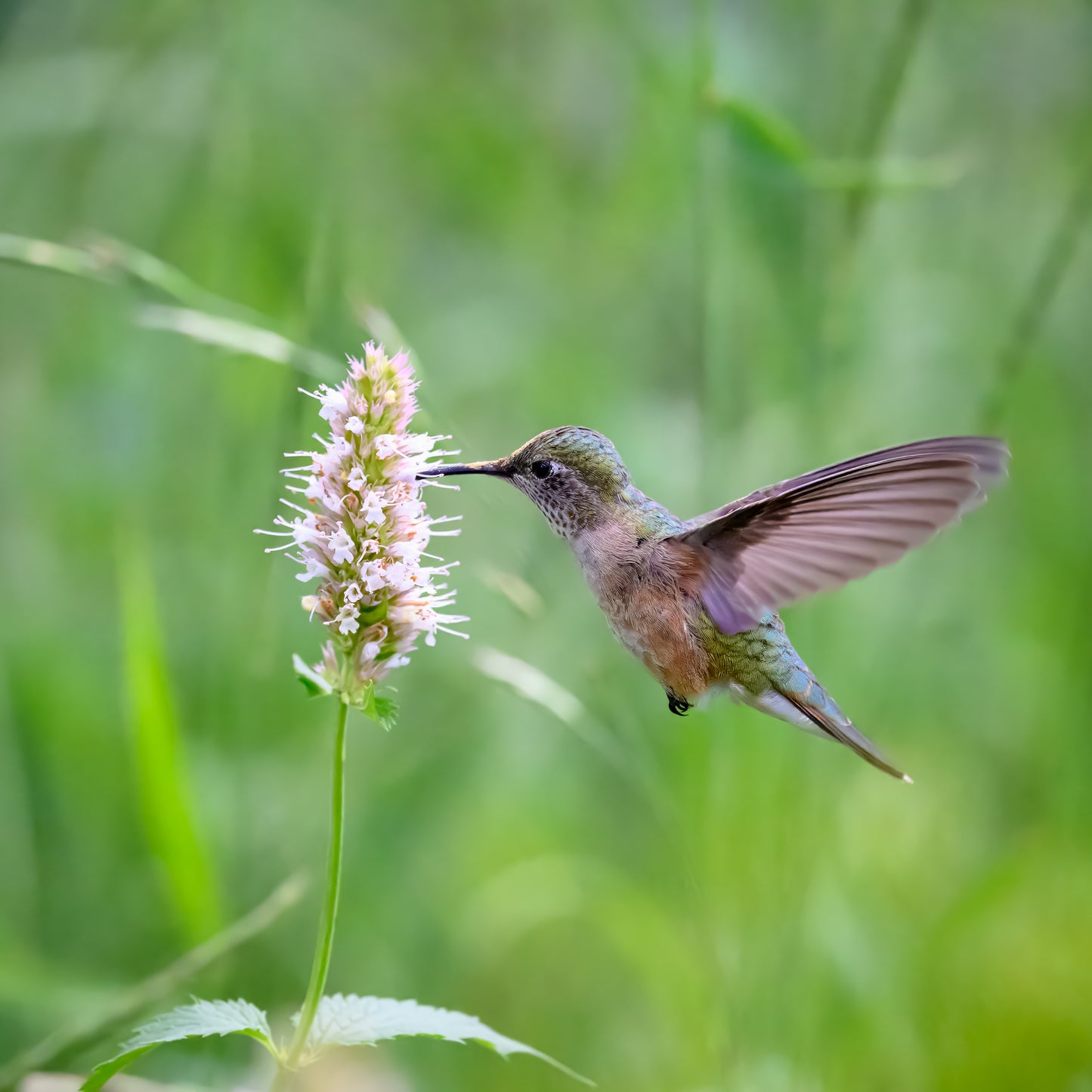 The Flower's Visitor
