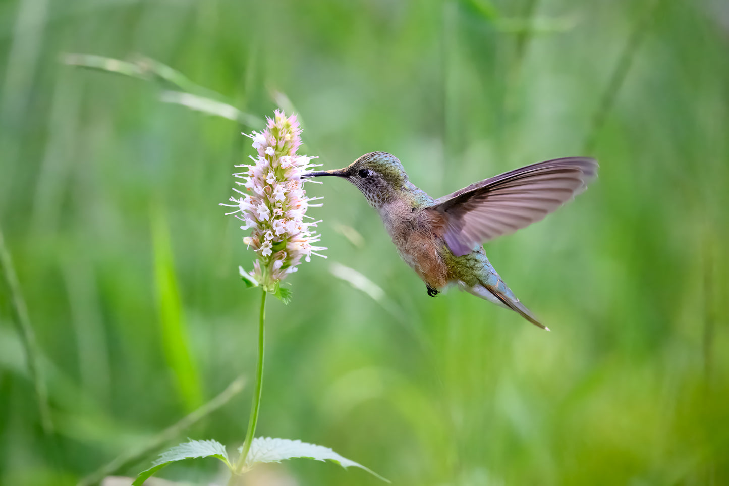 Dance of the Hummingbird