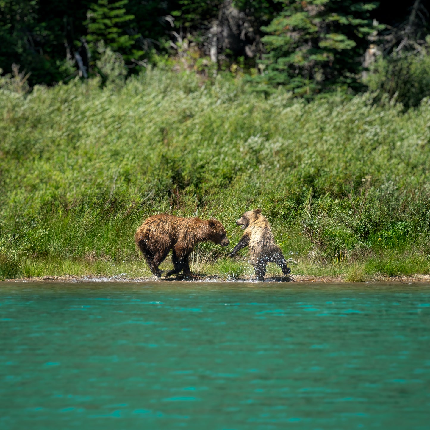 Grizzly Playtime