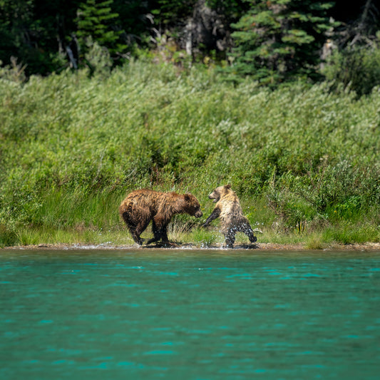 Grizzly Playtime