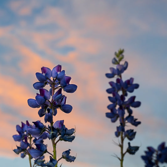 Lupines in the Sky