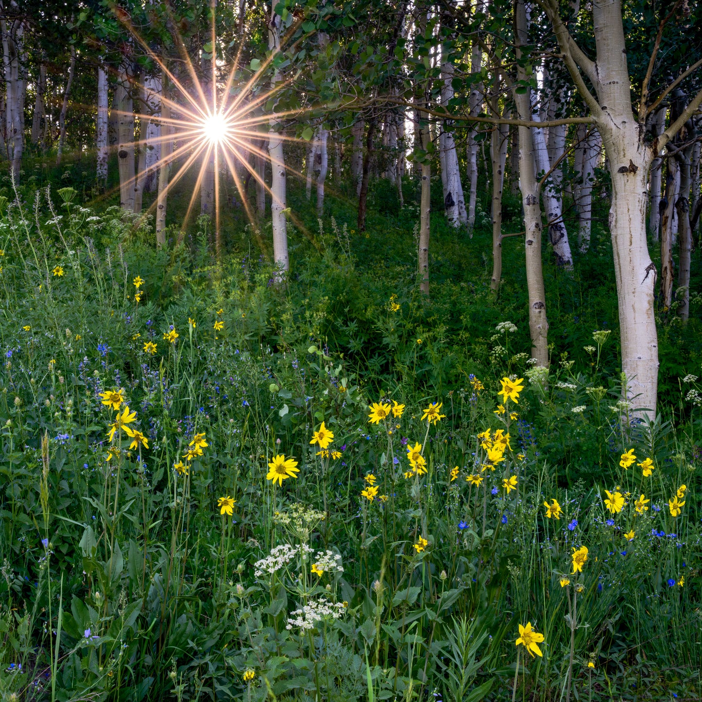 Sunstar Through the Aspens