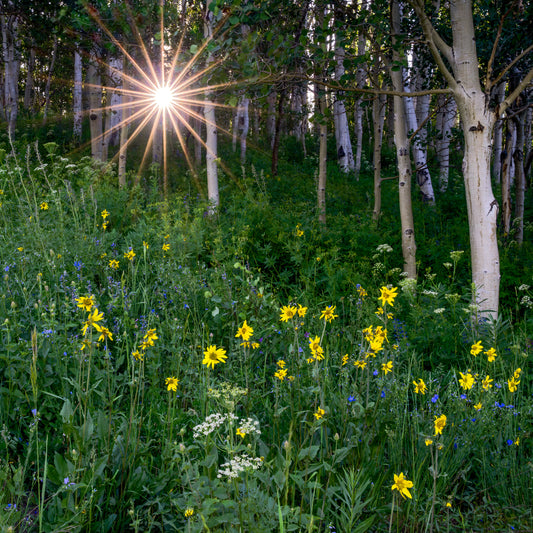 Sunstar Through the Aspens
