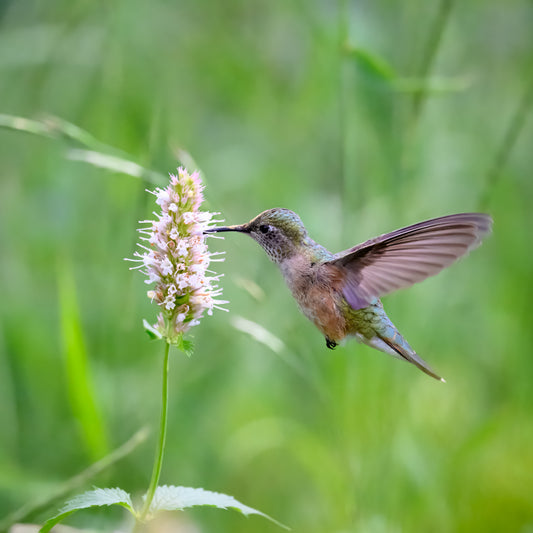 The Flower's Visitor