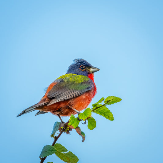 The Rainbow Songbird