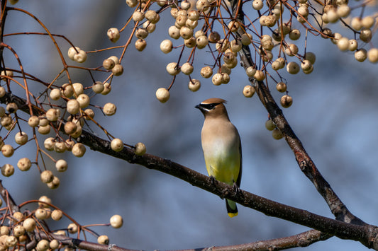 Waxwing Contemplation