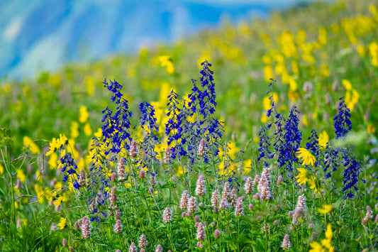 Wildflower Dreams
